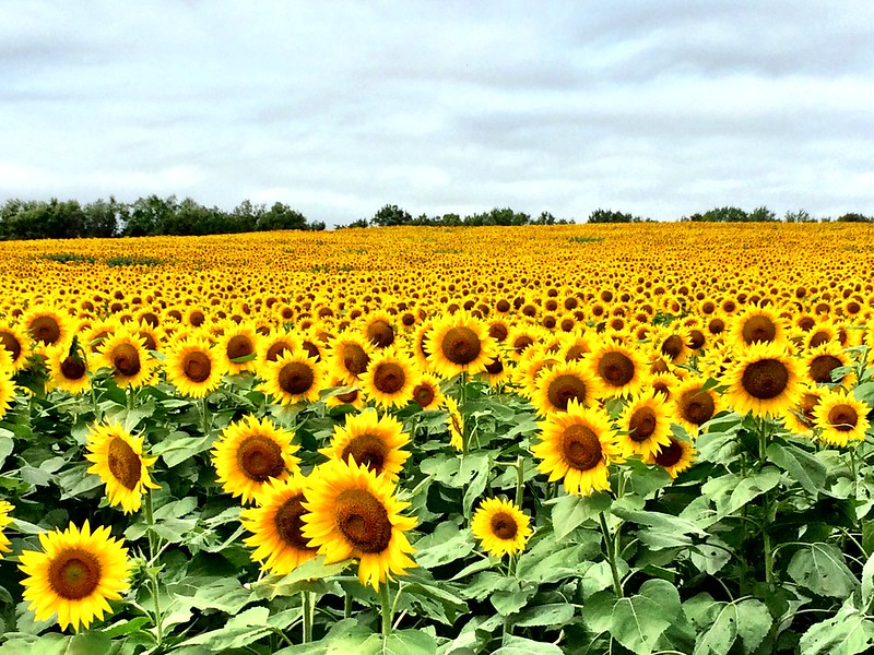 sunflower field